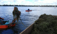 Maaien Weerwater Almere